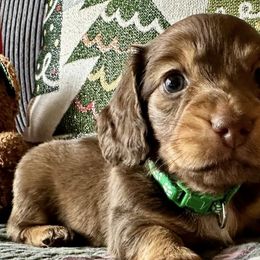 Dachshunds from Gertrude’s Legacy Dachshunds