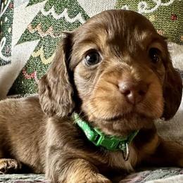Dachshunds from Gertrude’s Legacy Dachshunds