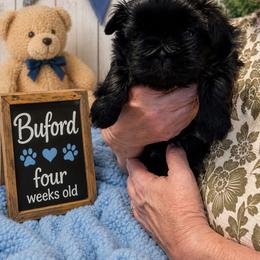Boy 1 - Black male Shih Tzu puppy in Augusta, Maine from Zulas Shih Tzu of Maine