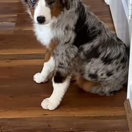 Toy Australian Shepherd puppies from Hoffman Forest Acres LLC