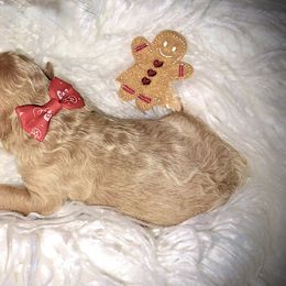 Cavapoo Puppies from Veronica's Cavapoos