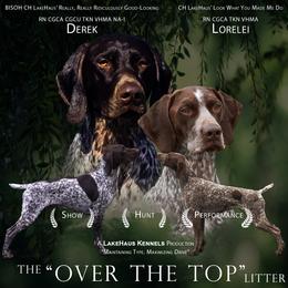 German Shorthaired Pointer puppies from LakeHaus Kennels