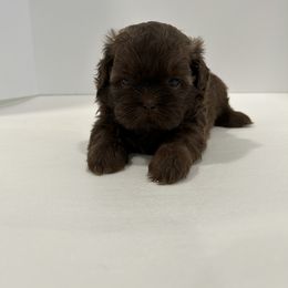 Shih Tzu Puppies from Moore Shih Tzus