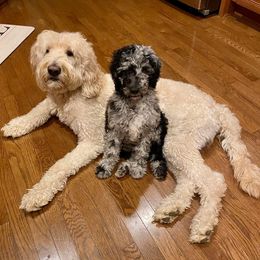 Bernedoodles and Goldendoodles from D-H Poodles & Doodles