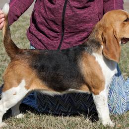 Morgan - Beagle