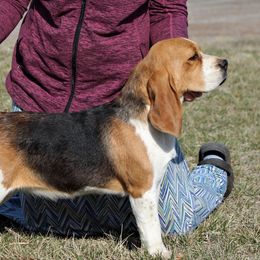 Morgan - Beagle