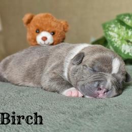 5th pick reserved - Blue brindle male American Bully puppy in Mobile, Alabama from Laser Elite Bullies