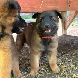 Orange - Mahogany and black male Belgian Tervuren puppy in Merrill, Michigan from Reves Vifs Belgian Shepherds