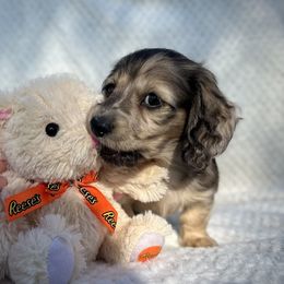 Dachshund Puppies from Breezy Florida Dachshunds