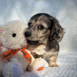Dachshund Puppies from Breezy Florida Dachshunds