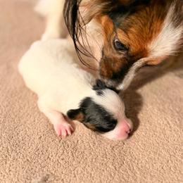 Girl 4 - White black and tan female Papillon puppy in Stamford, Connecticut from Anton's Papillons