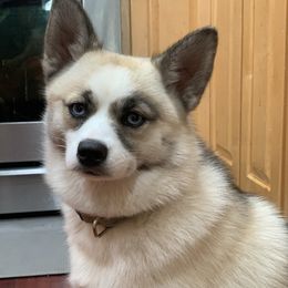 Pepper - Pomsky