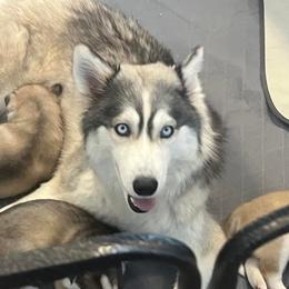 Siberian Huskies from Tracy Jaramillo