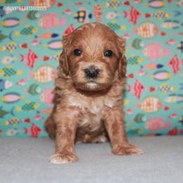 Scuba - Red male Australian Labradoodle puppy in Hackettstown, New Jersey from Sunny Heart Doodles