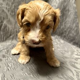 Australian Labradoodle Puppies from Cali Dream Doodles