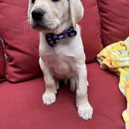 Boy 1 - Yellow male Labrador Retriever puppy in Holly Springs, North Carolina from Winter Creek Labradors