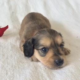 Curley (shaded cream) - Cream male Dachshund puppy in Sebring, Florida from Mini Weenies