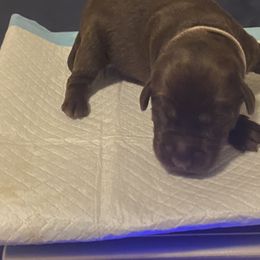 Dilute Retriever and Labrador Retriever Puppies from Moran’s Lab’s
