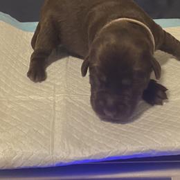 Dilute Retriever and Labrador Retriever Puppies from Moran’s Lab’s