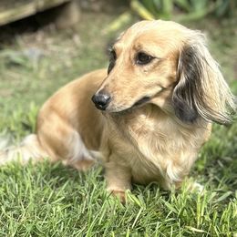 Elsa - Dachshund