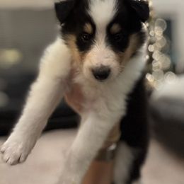 Sven - Black white and tan male Collie puppy in Underwood, Indiana from Third Gen Collies