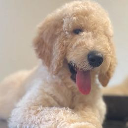 Poodles, Yorkipoos, and Yorkshire Terriers from Top Notch Pupz