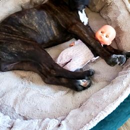 Cane Corso Puppies from King of Kings Cane Corso