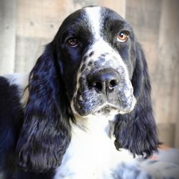 Male5 - Black and white male English Springer Spaniel puppy in Great Falls, Montana from Big Sky Springers