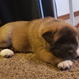 Akita Puppies from Mizuki Akita LLC.