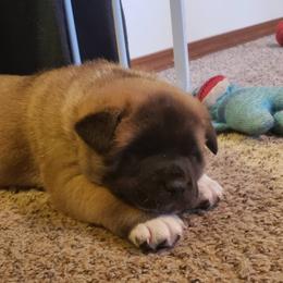 Akita Puppies from Mizuki Akita LLC.