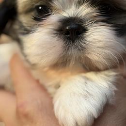 Sultan's Star Grand Design - Gold and white male Shih Tzu puppy in Moore, South Carolina from Ganna's Shih Tzus