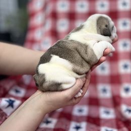 Bulldog Puppies from Sweet Rolls