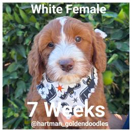 White - Red  female Goldendoodle puppy in Upland, California from Hartman Goldendoodles