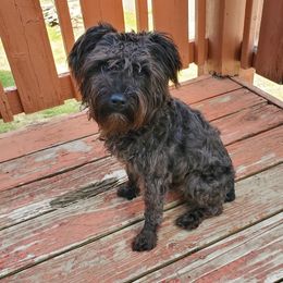 Clay - Miniature Schnauzer