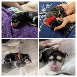 Saluki Puppies from Sahar Paz Salukis