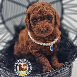 Cosmopolitan - Red  female Poodle puppy in Salem, Missouri from Meadowbrook Poodles