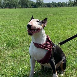 Masha  - Bull Terrier
