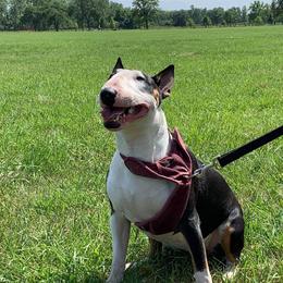 Masha  - Bull Terrier