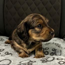 Remi - Chocolate male Dachshund puppy in Queen Creek, Arizona from Wigglebutt Miniature Dachshund Az