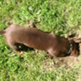 Dachshunds from Eridox Dachshunds