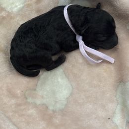 Girl 1 - Black female Poodle puppy in Covina, California from Shih_doodle_Co