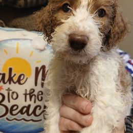 Calypso - Apricot female Labradoodle puppy in Henderson, Nevada from Hills labradoodles