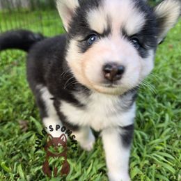 Diana - Black and white female Pomsky puppy in Blaine, Minnesota from Yuna's Pomsky