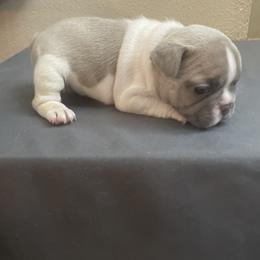 French Bulldog Puppies from Debruyn Bulldogs