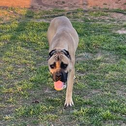 Betty - Fawn Cane Corso puppy in Granbury, Texas from Revolutions Kennel