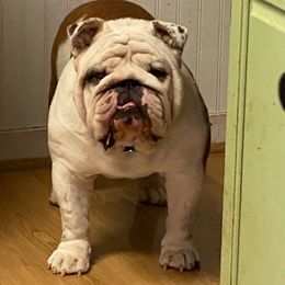 Bulldogs and French Bulldogs from Loved Here First