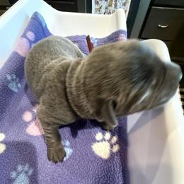 Red- Charcoal Female - Charcoal female Dilute Retriever puppy in Marion, Illinois from Summer Lovin’ Labradors of Southern Illinois