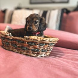 Dachshund Puppies from Itty Bitty Dachshunds