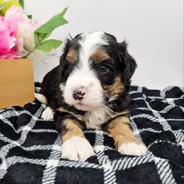 Aragorn - Tri-color male Bernedoodle puppy in Granton, Wisconsin from Rose River Farms