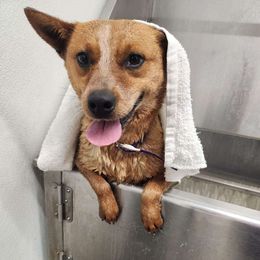 Beth - Australian Cattle Dog